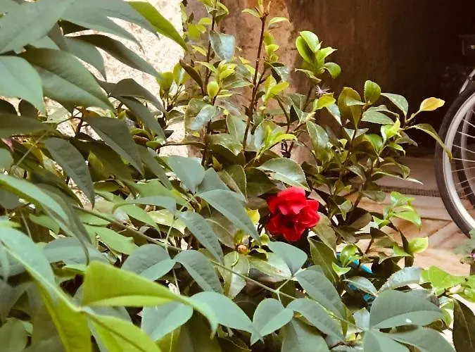 Apartamento Area 2 *